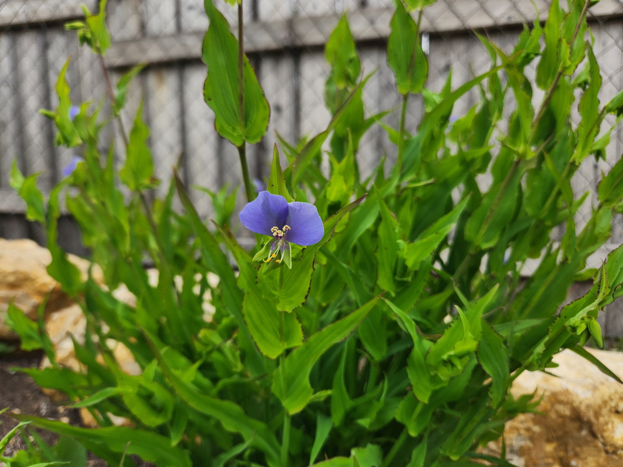  Carniflore Tammie マンイーターフラワー Spiderwort, Dwarf – Eco Blossom Nursery