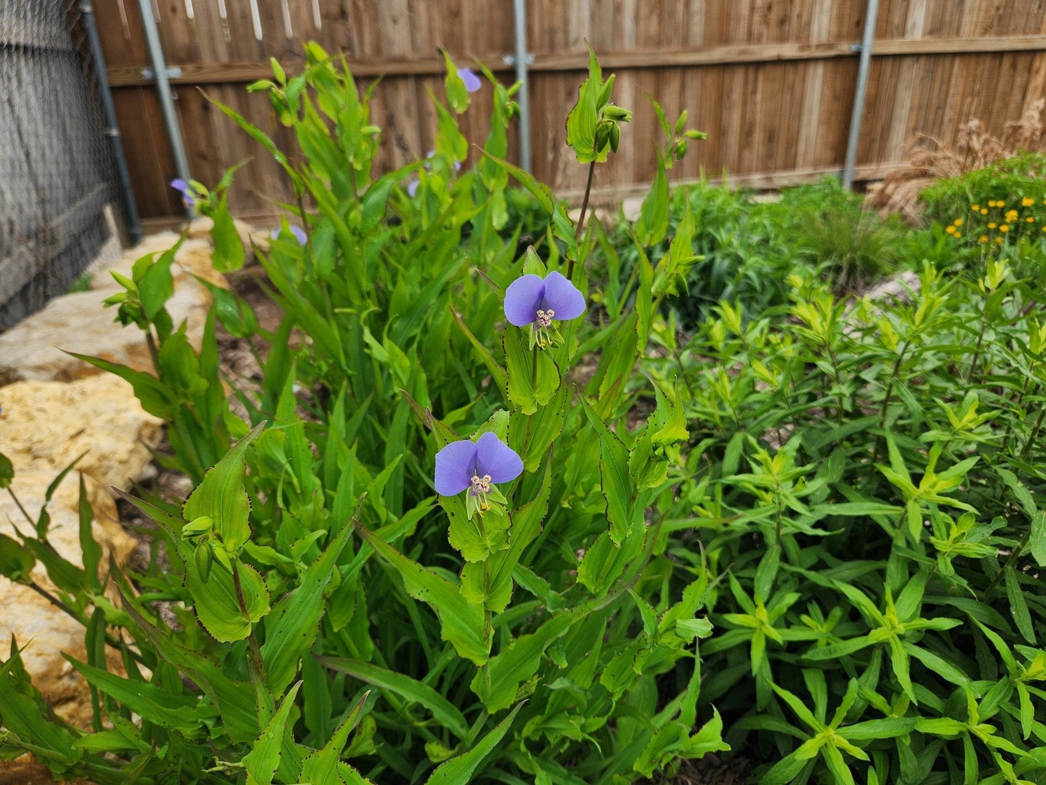 Tinantia anomala (False Dayflower)