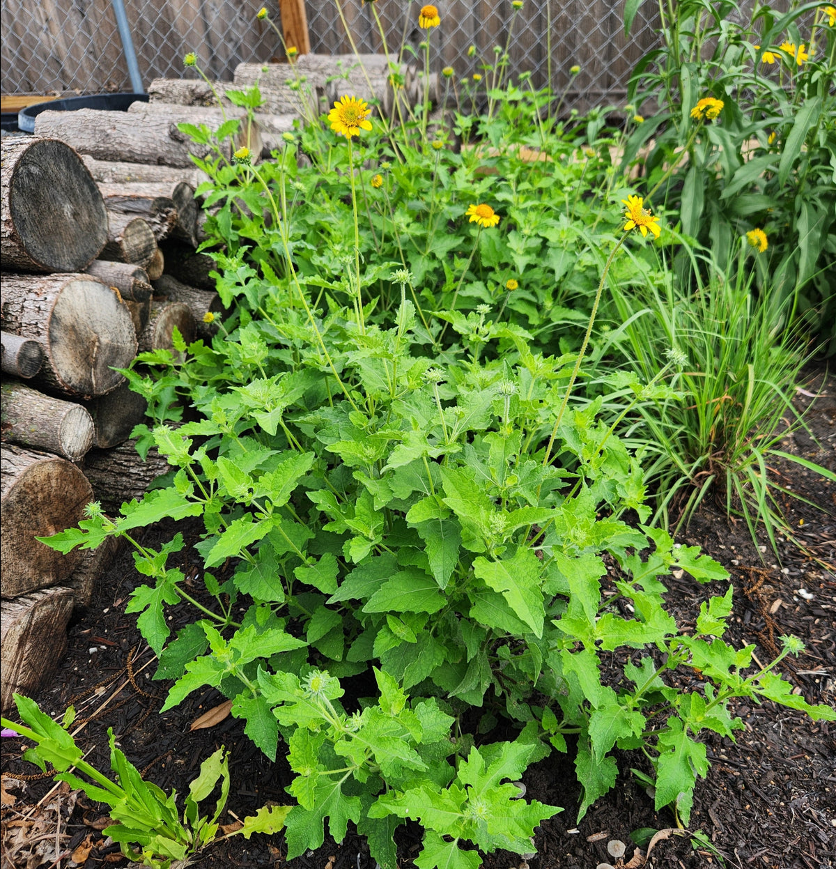 Simsia calva (Bush Sunflower)