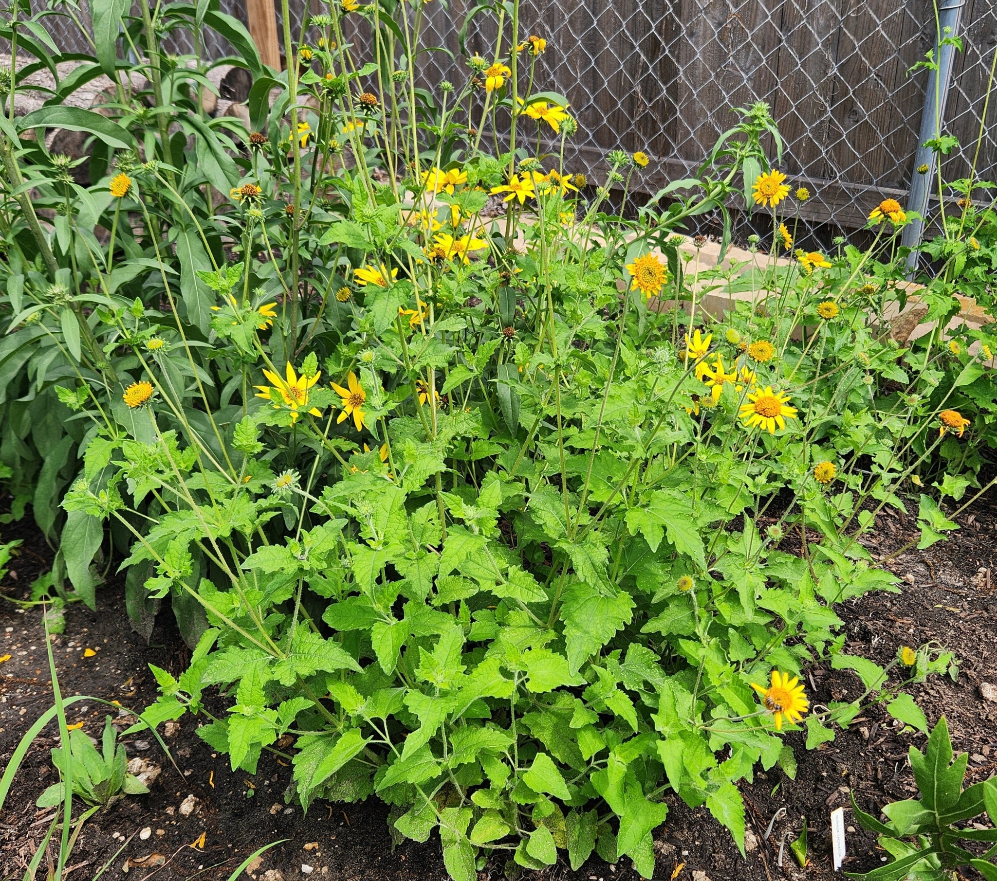 Simsia calva (Bush Sunflower) – Eco Blossom Nursery