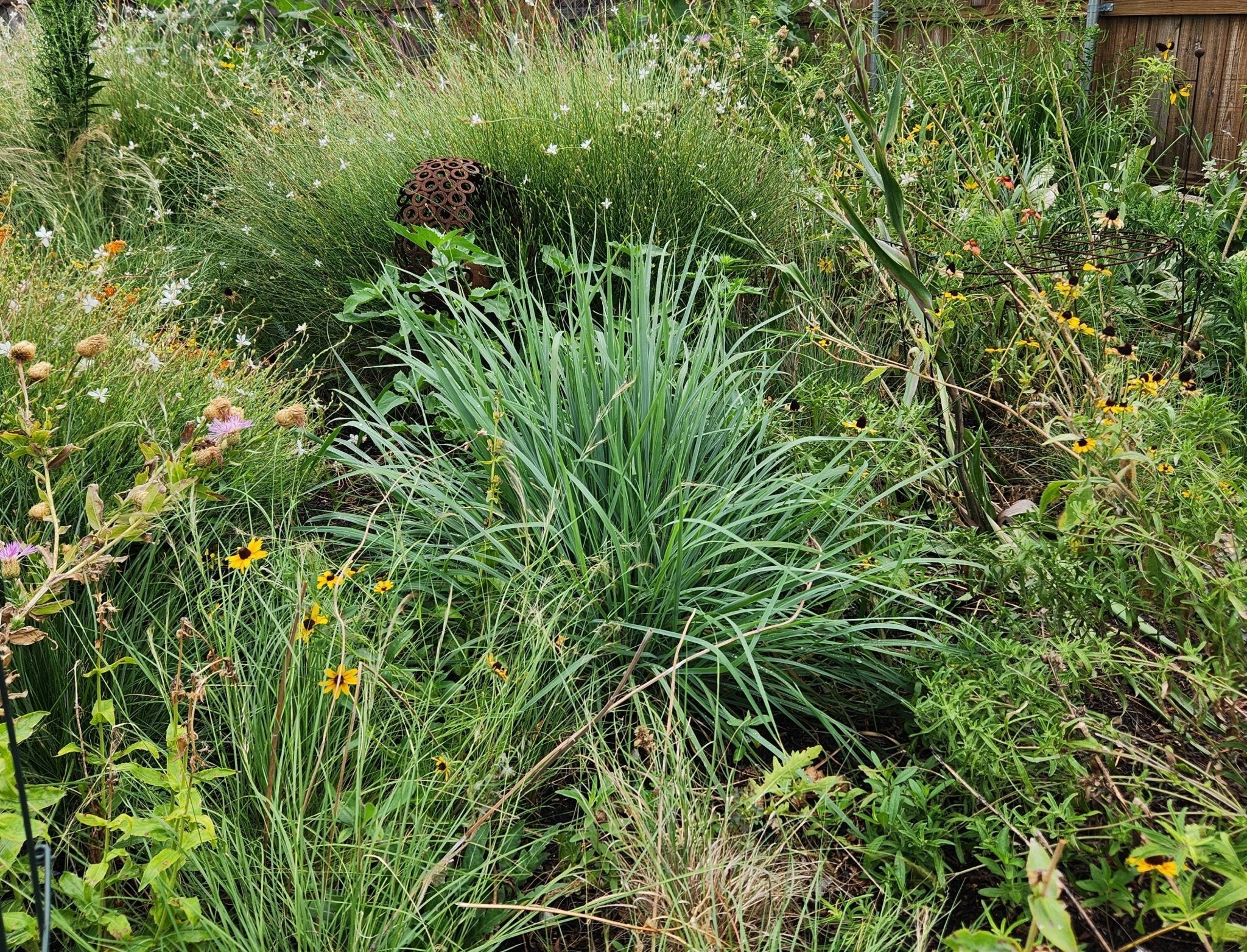 Sorghastrum nutans (Indiangrass)