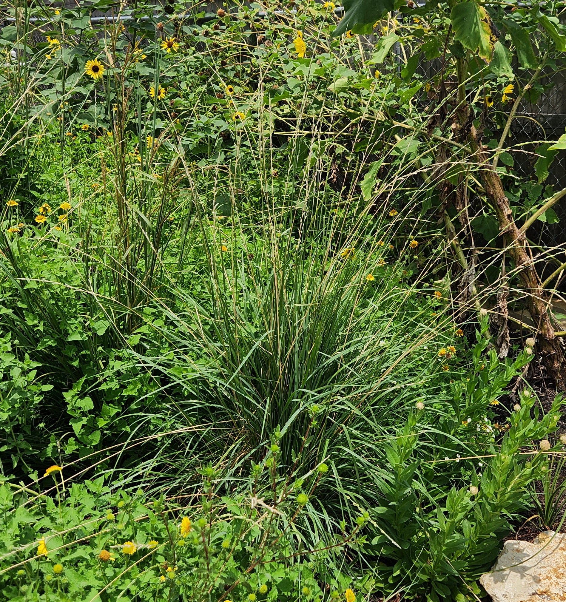 Eriochloa sericea (Texas Cupgrass)
