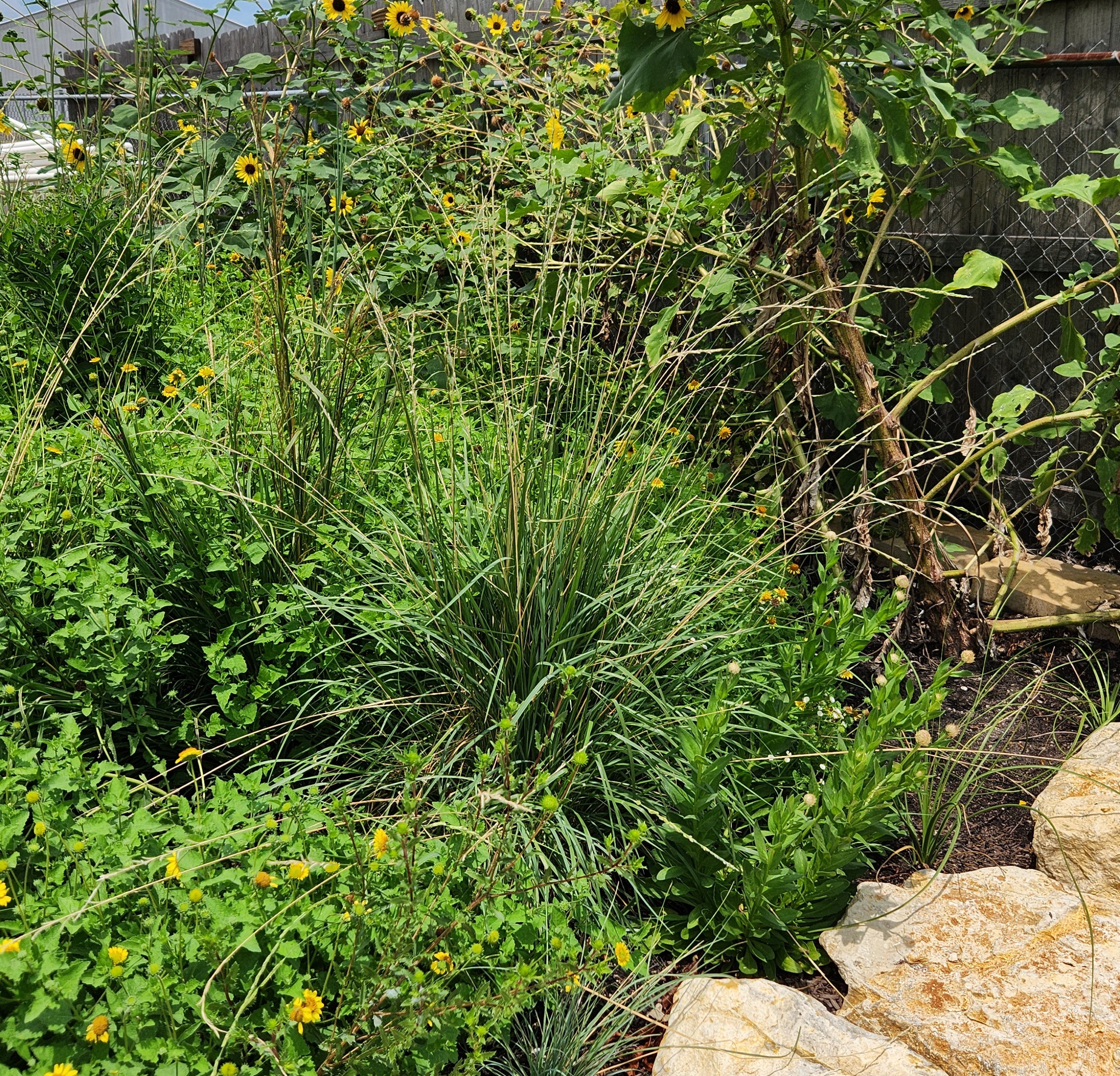 Eriochloa sericea (Texas Cupgrass)