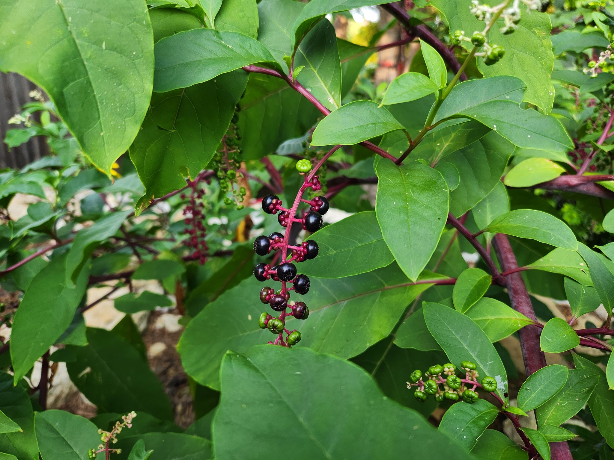 Phytolacca americana (Pokeweed) – Eco Blossom Nursery
