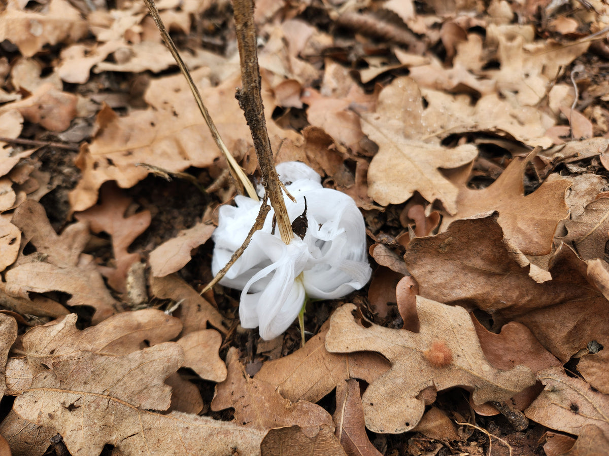 Verbesina virginica (Frostweed)