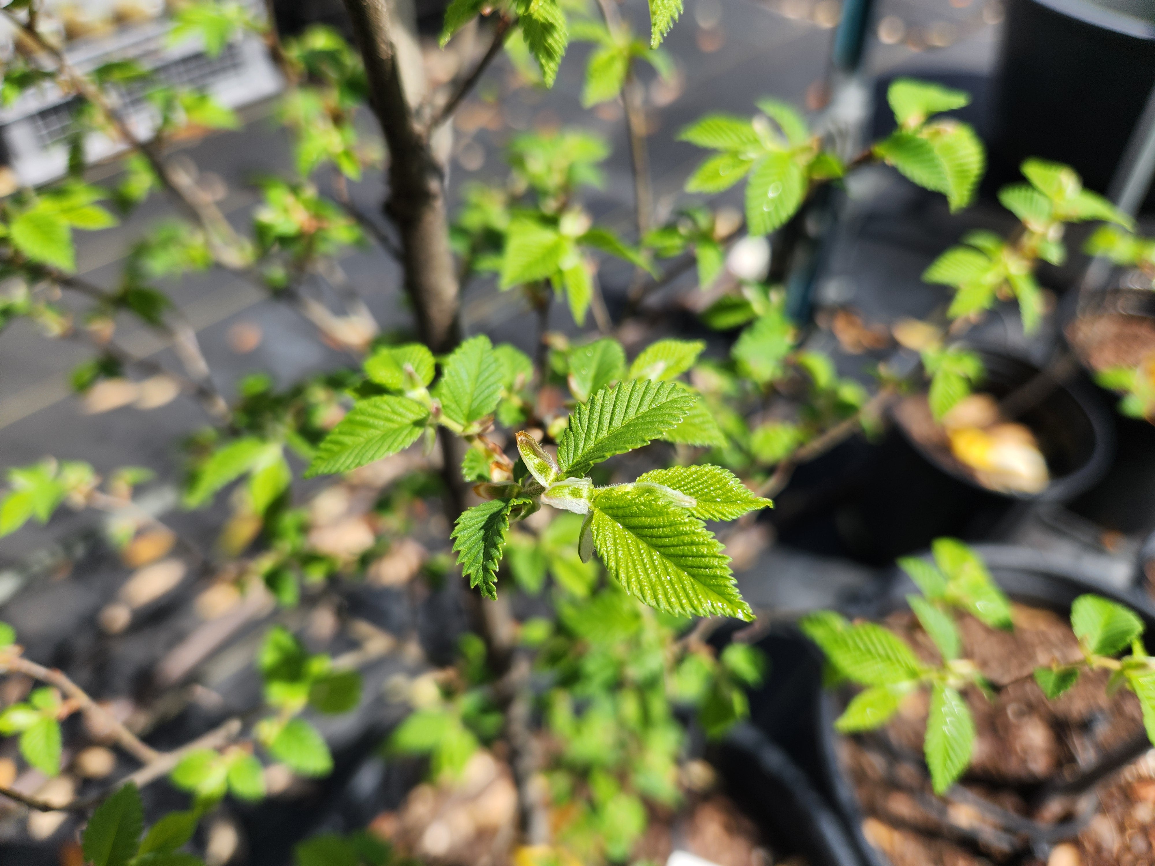 Ulmus americana (American Elm)