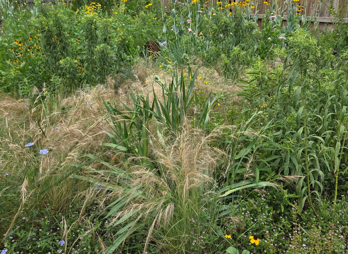 Eryngium yuccifolium (Rattlesnake Master)