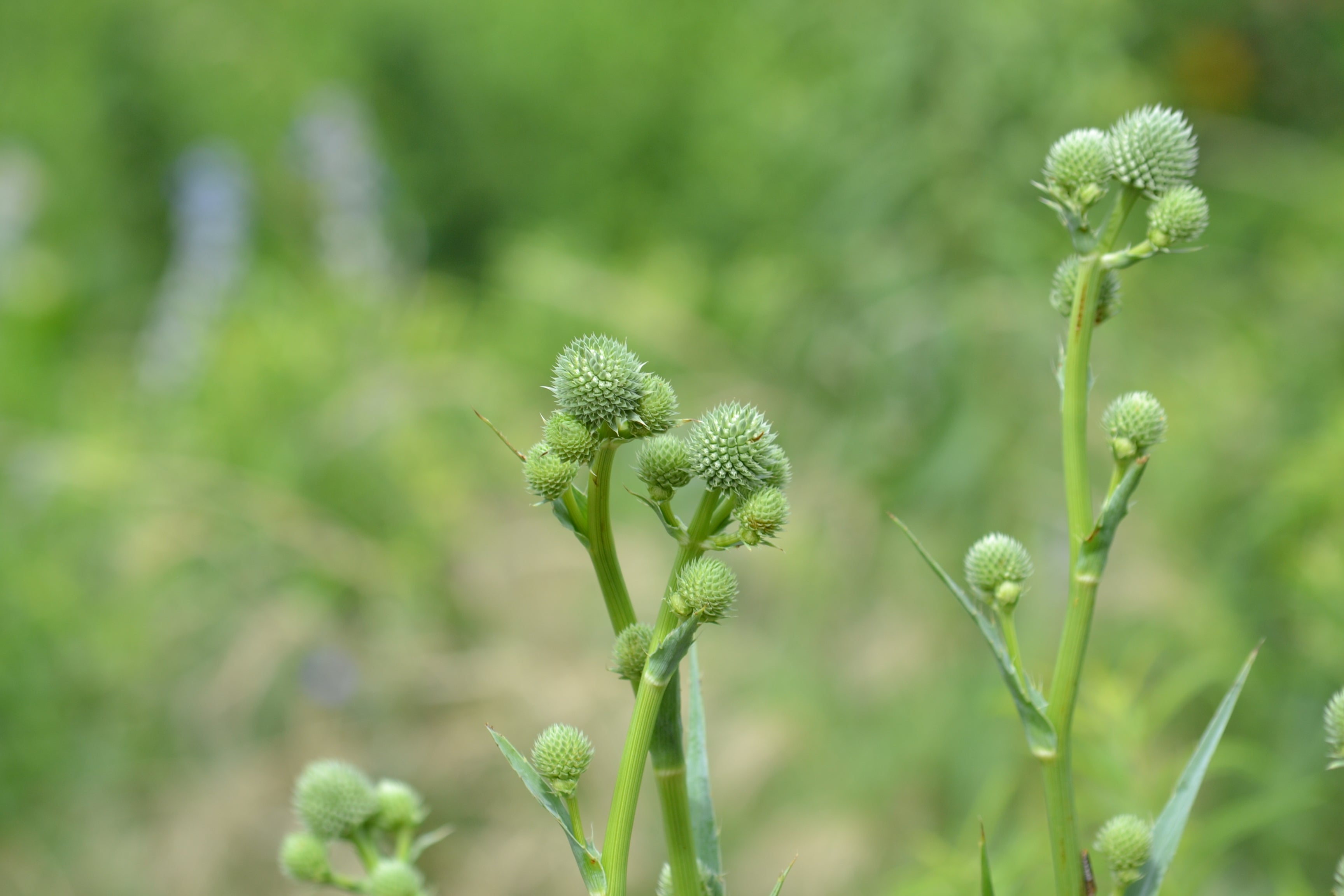 Eryngium yuccifolium (Rattlesnake Master)