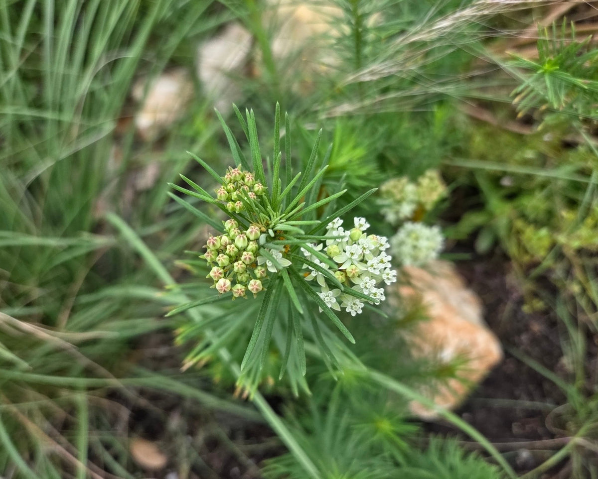 Whorled Milkweed (Asclepias verticillata)