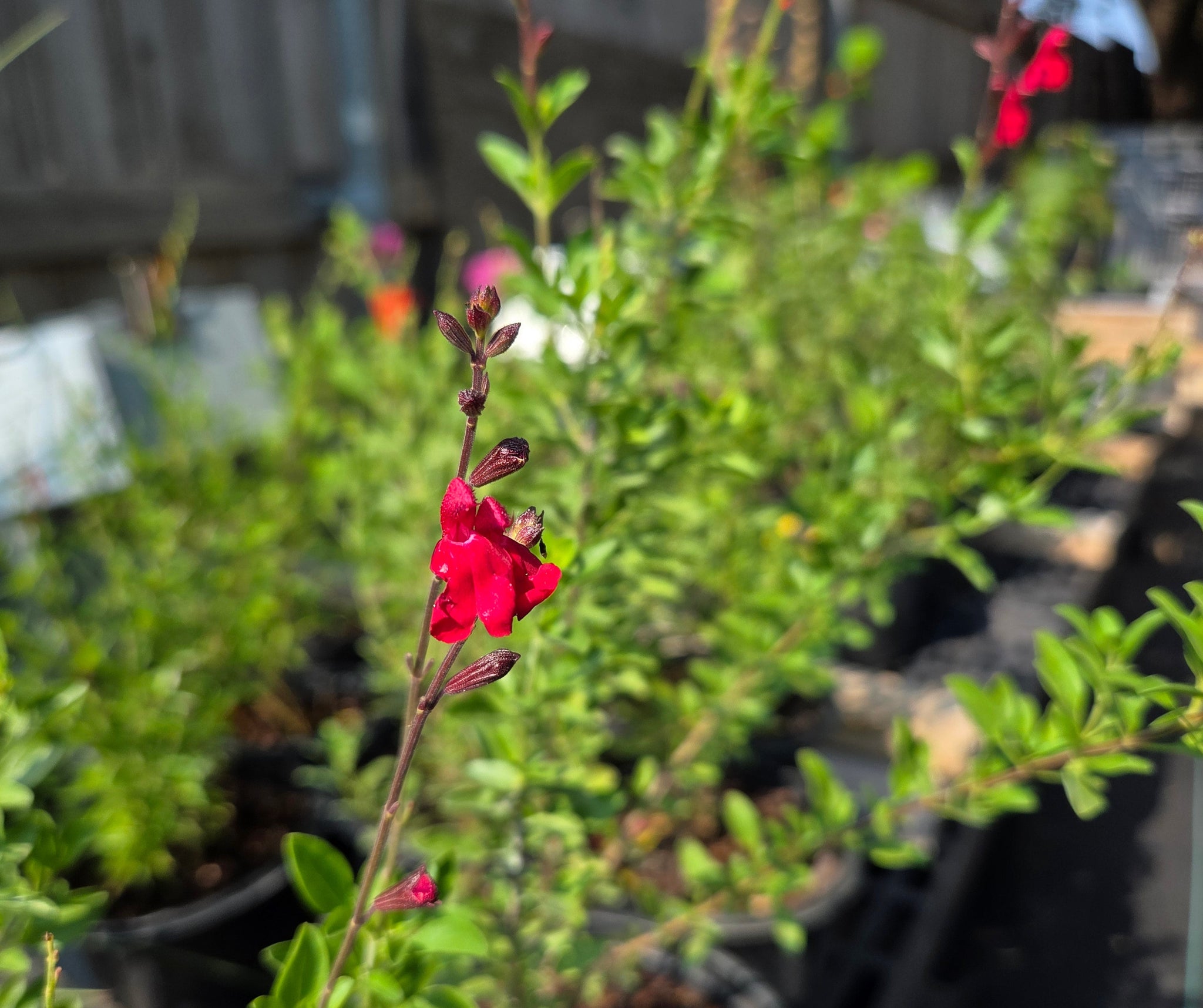 Salvia greggii (Autumn Sage 'Furman's Red') – Eco Blossom Nursery