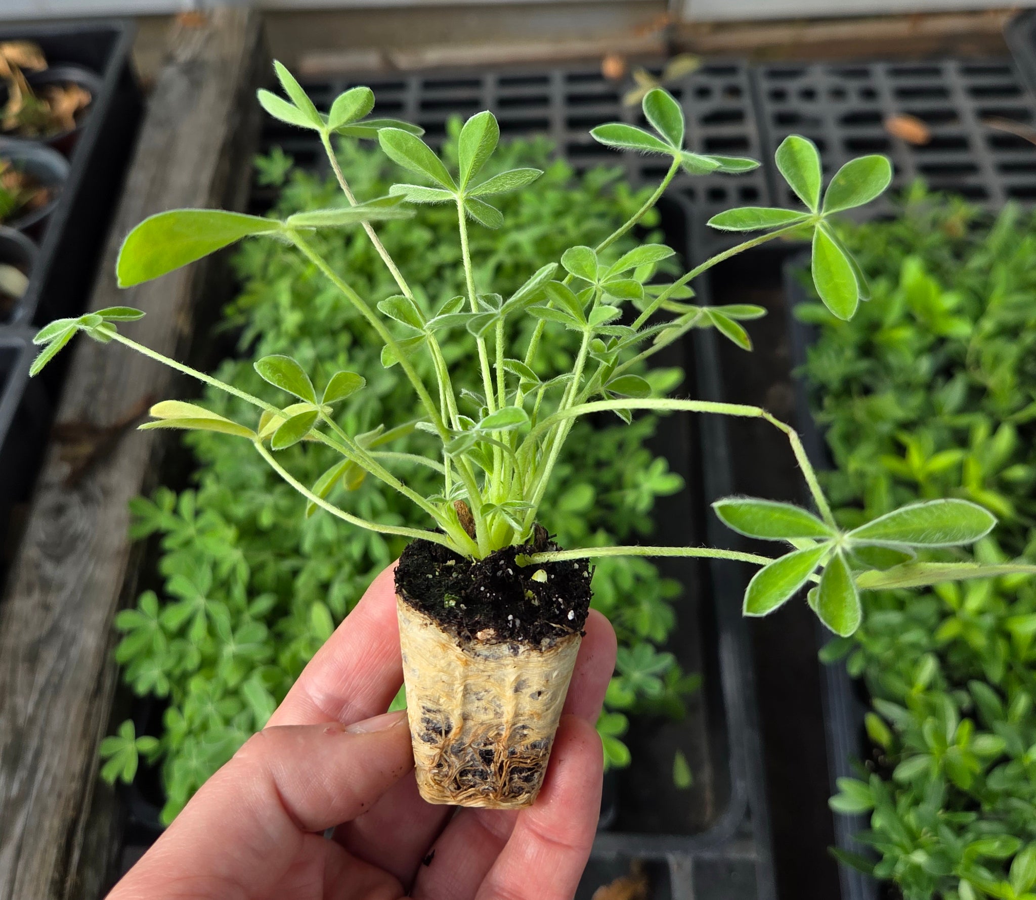 planting bluebonnets in a pot Lupinus texensis (Texas Bluebonnets) – Eco Blossom Nursery