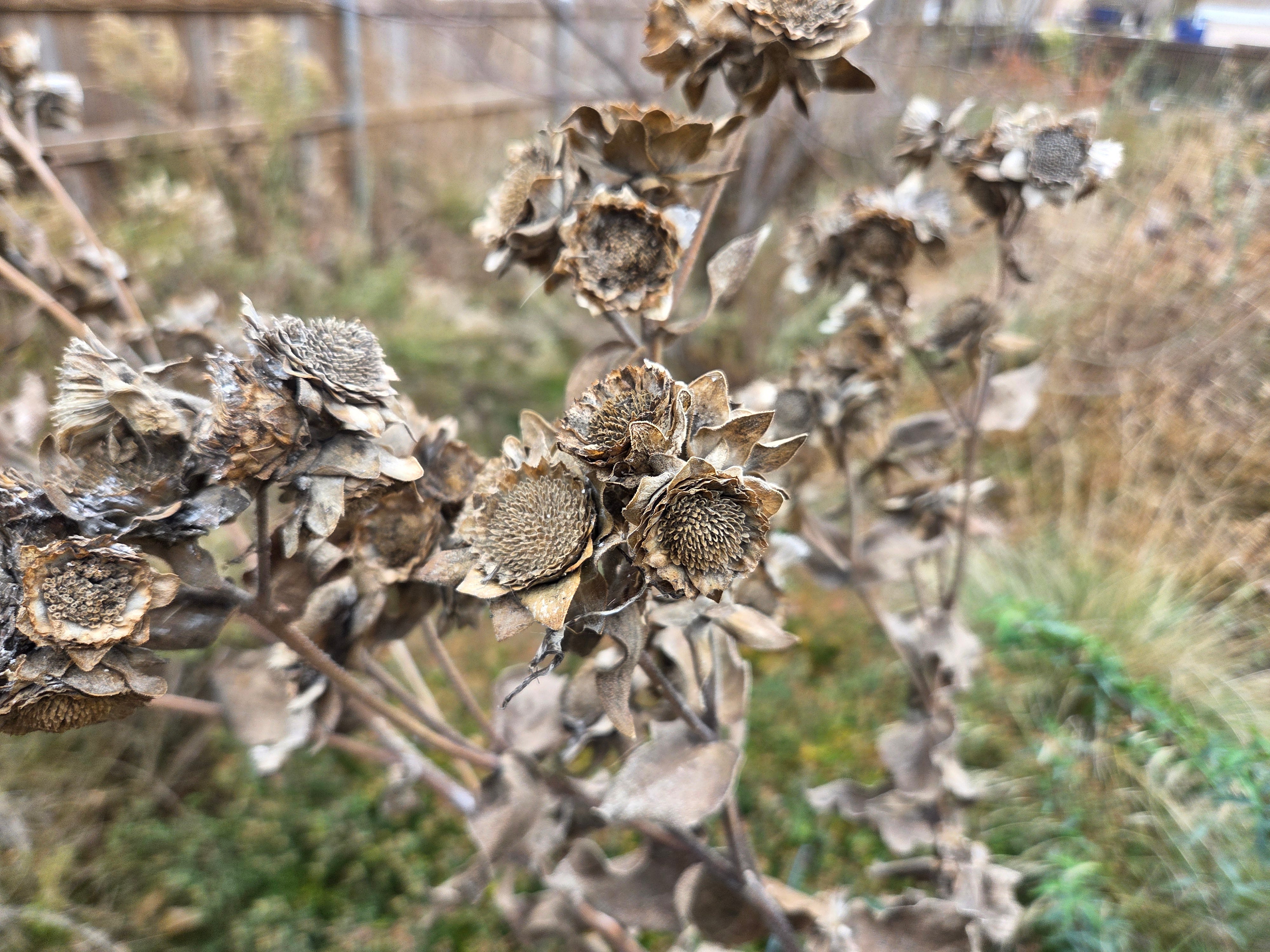 Silphium radula (Roughstem Rosinweed)