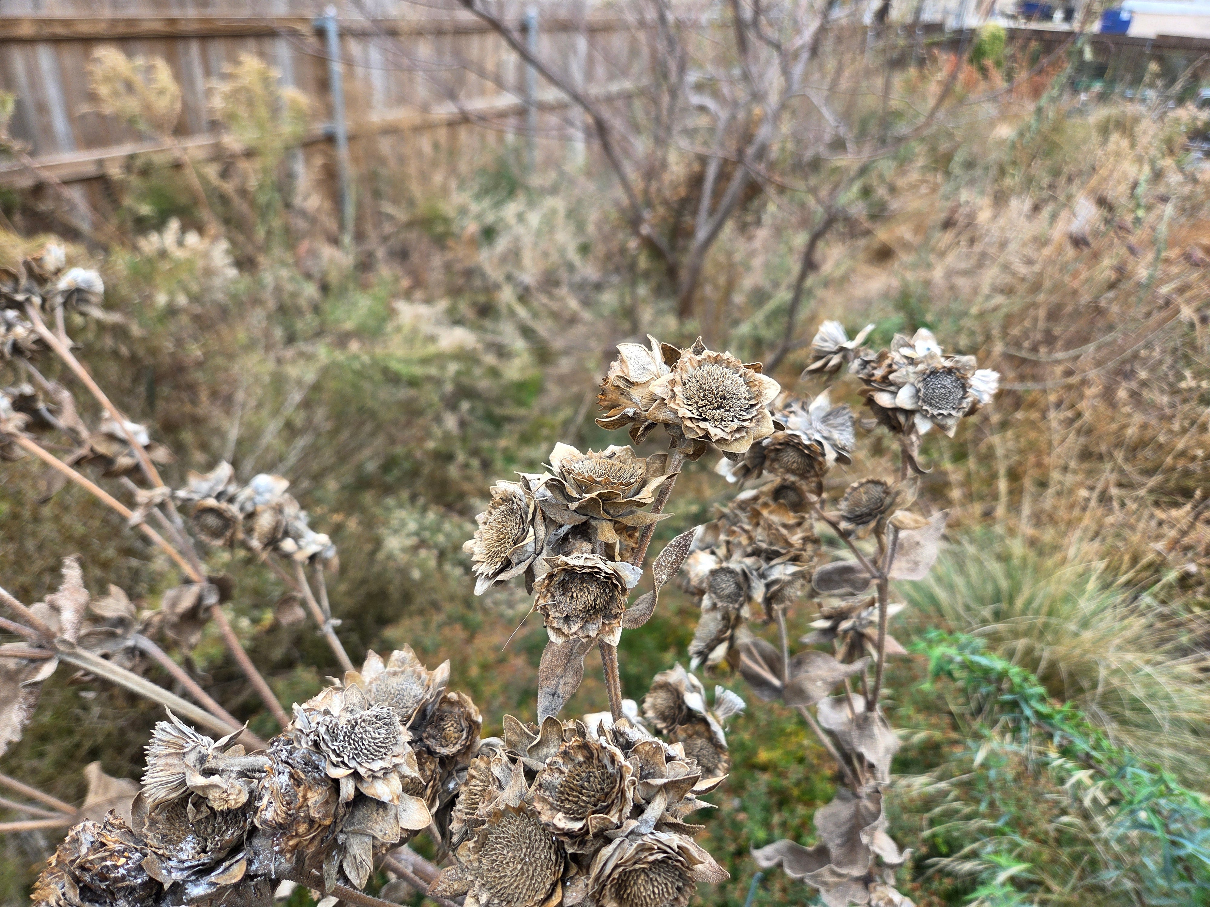 Silphium radula (Roughstem Rosinweed)