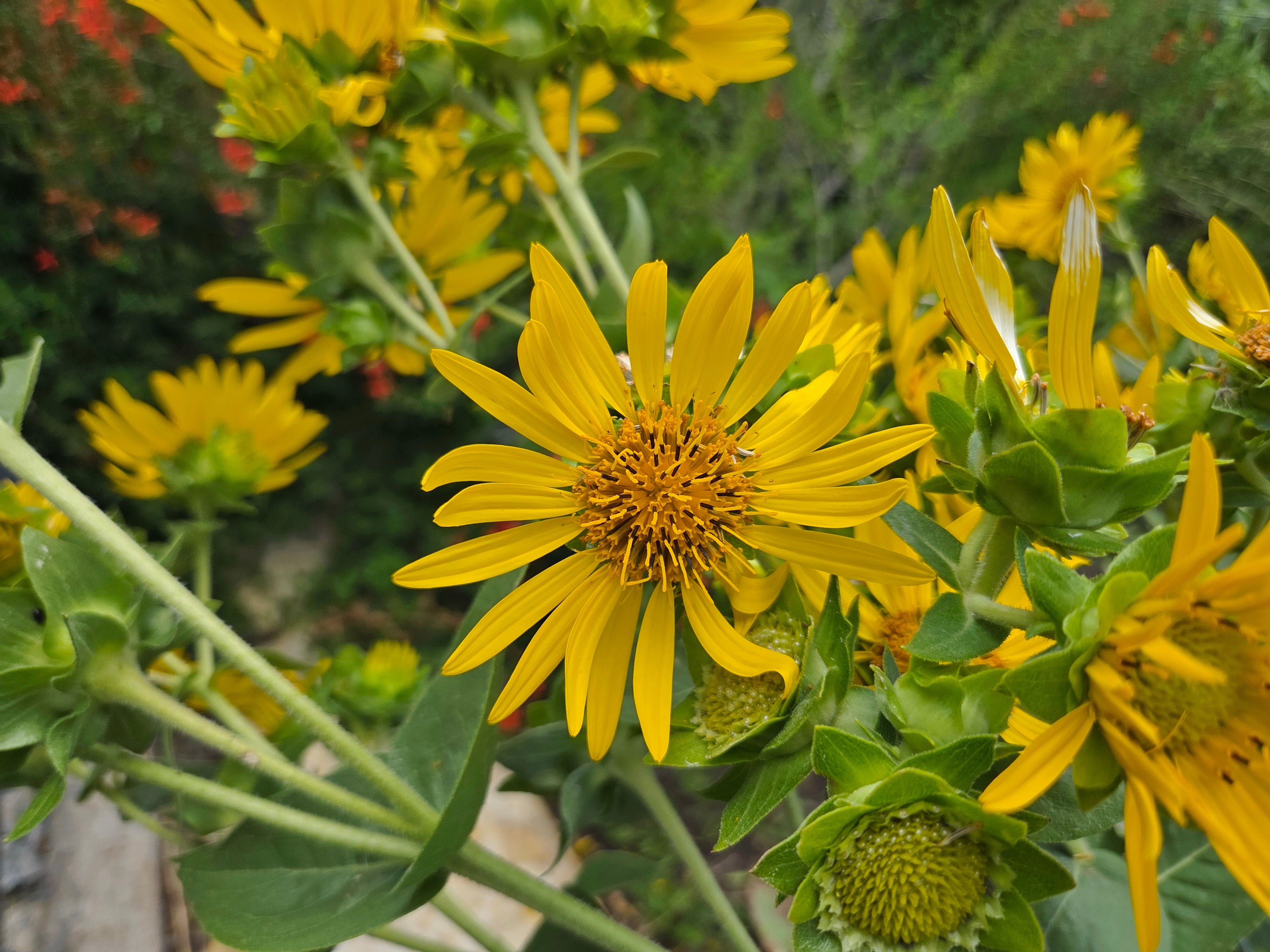Silphium radula (Roughstem Rosinweed)