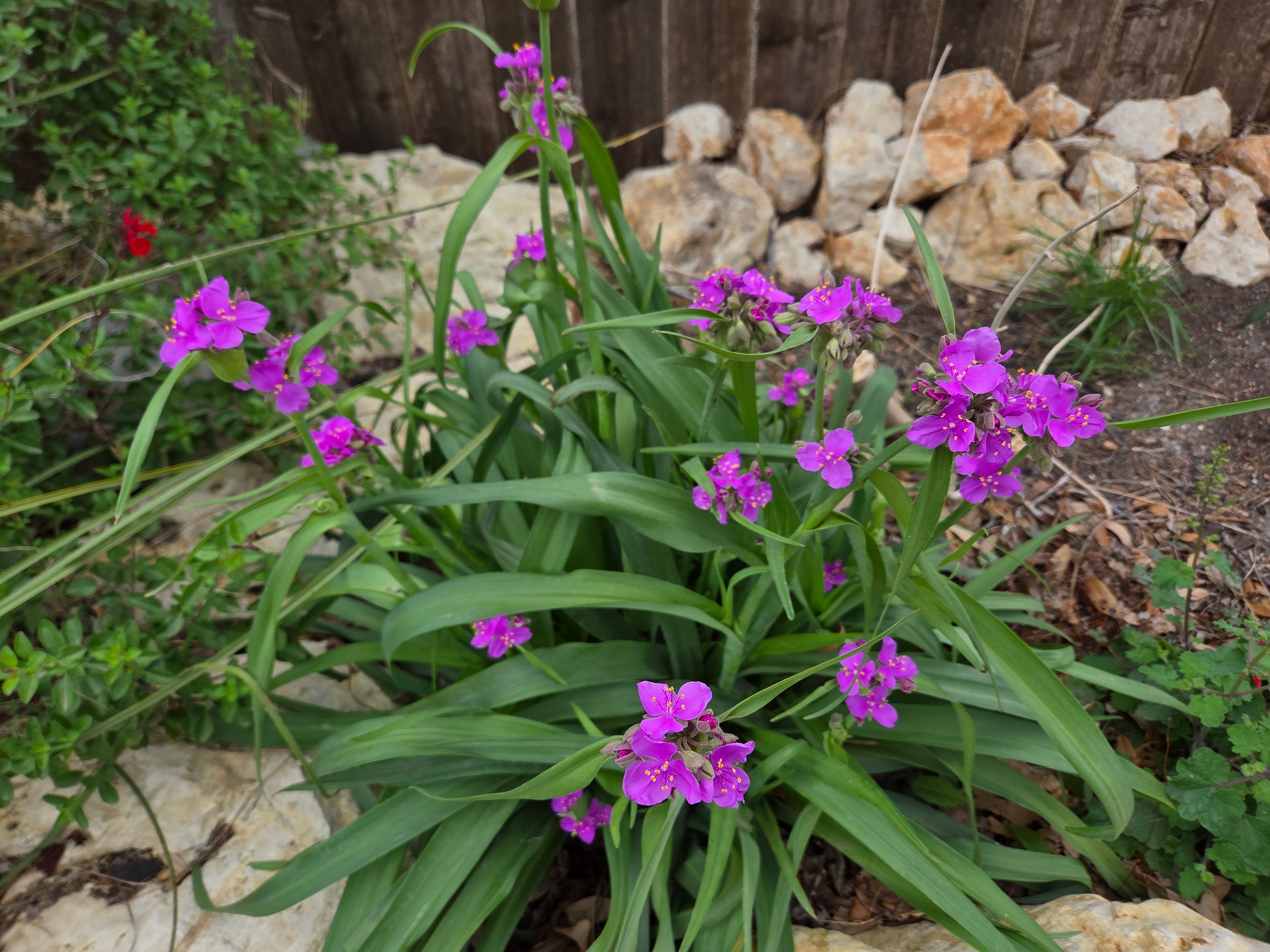 Tradescantia gigantea (Giant Spiderwort) – Eco Blossom Nursery