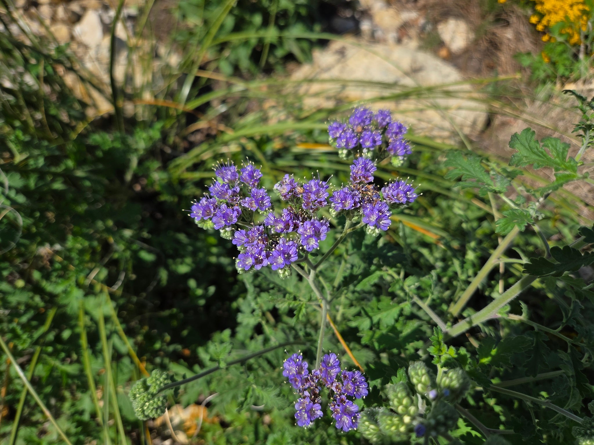 Phacelia congesta (Blue Curls) – Eco Blossom Nursery