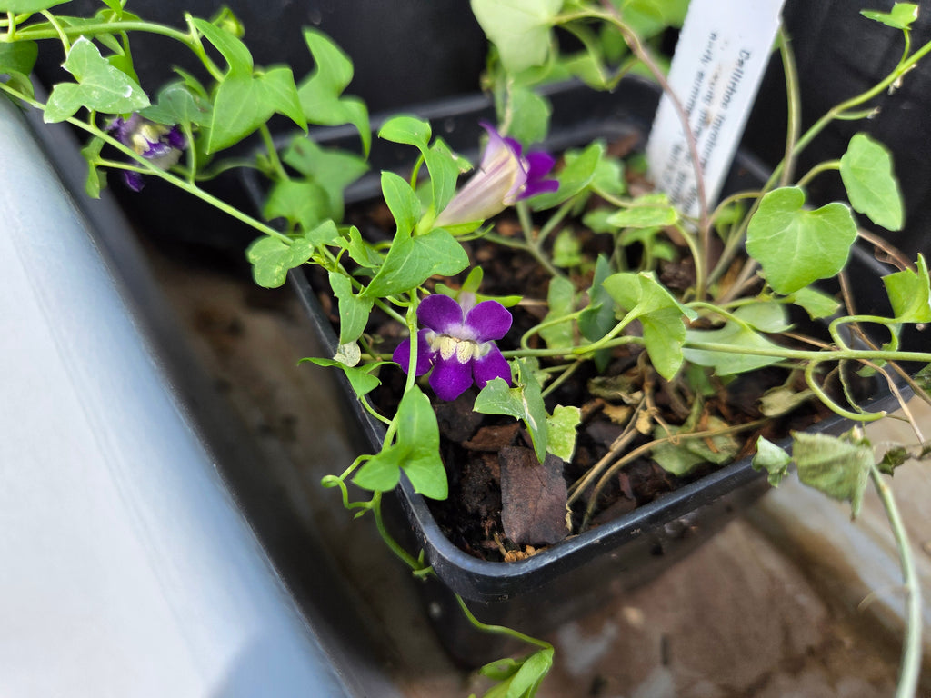 snapdragon hanging plant Maurandella antirrhiniflora (Snapdragon Vine) – Eco Blossom Nursery