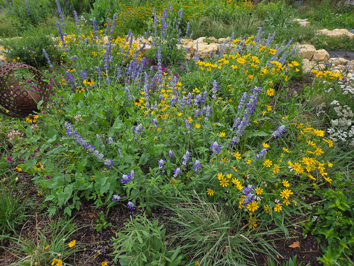Mealy Blue Sage (Salvia farinacea)