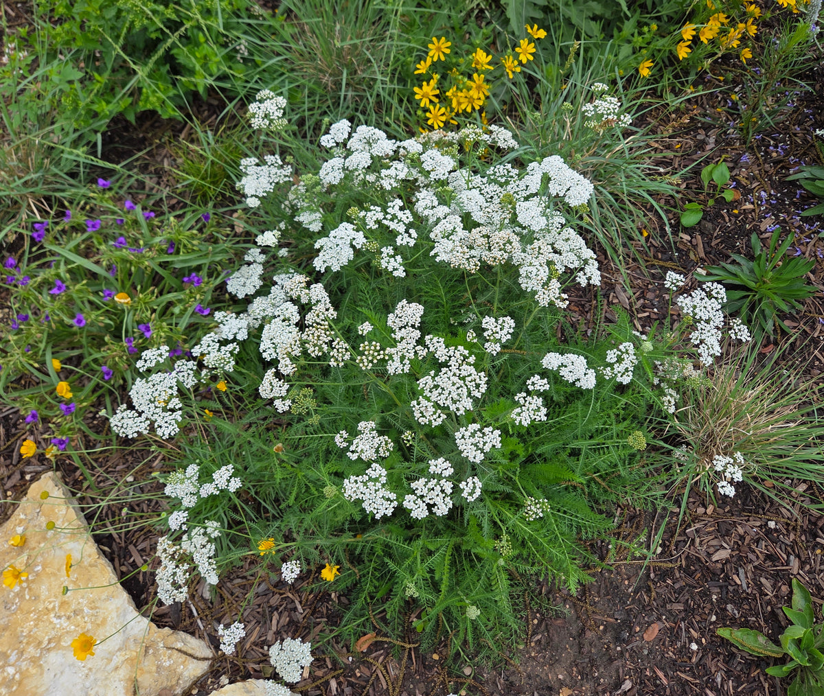 Achillea millefolium (Common Yarrow)