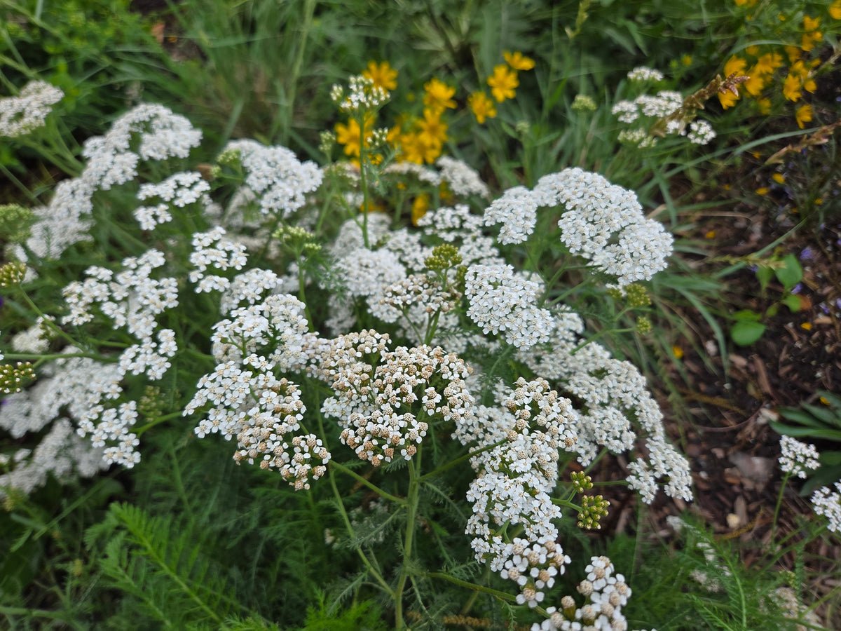 Achillea millefolium (Common Yarrow)