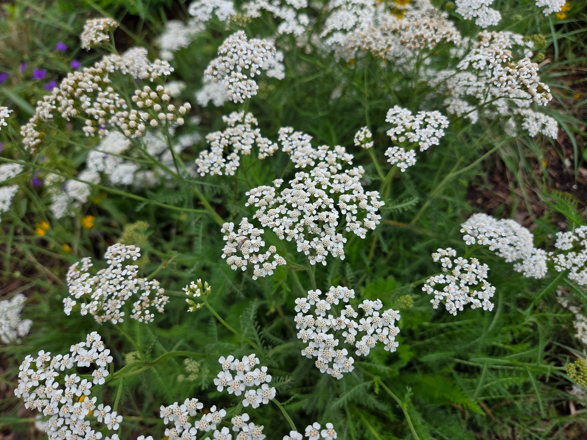 Achillea millefolium (Common Yarrow)