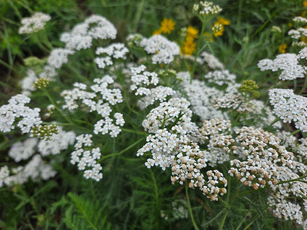 Achillea millefolium (Common Yarrow)