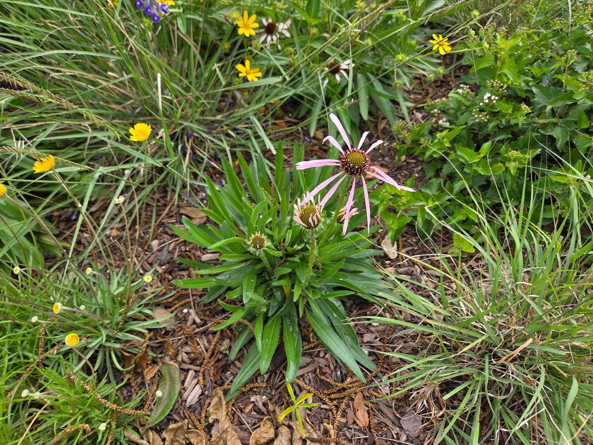 Echinacea pallida (Pale Coneflower)