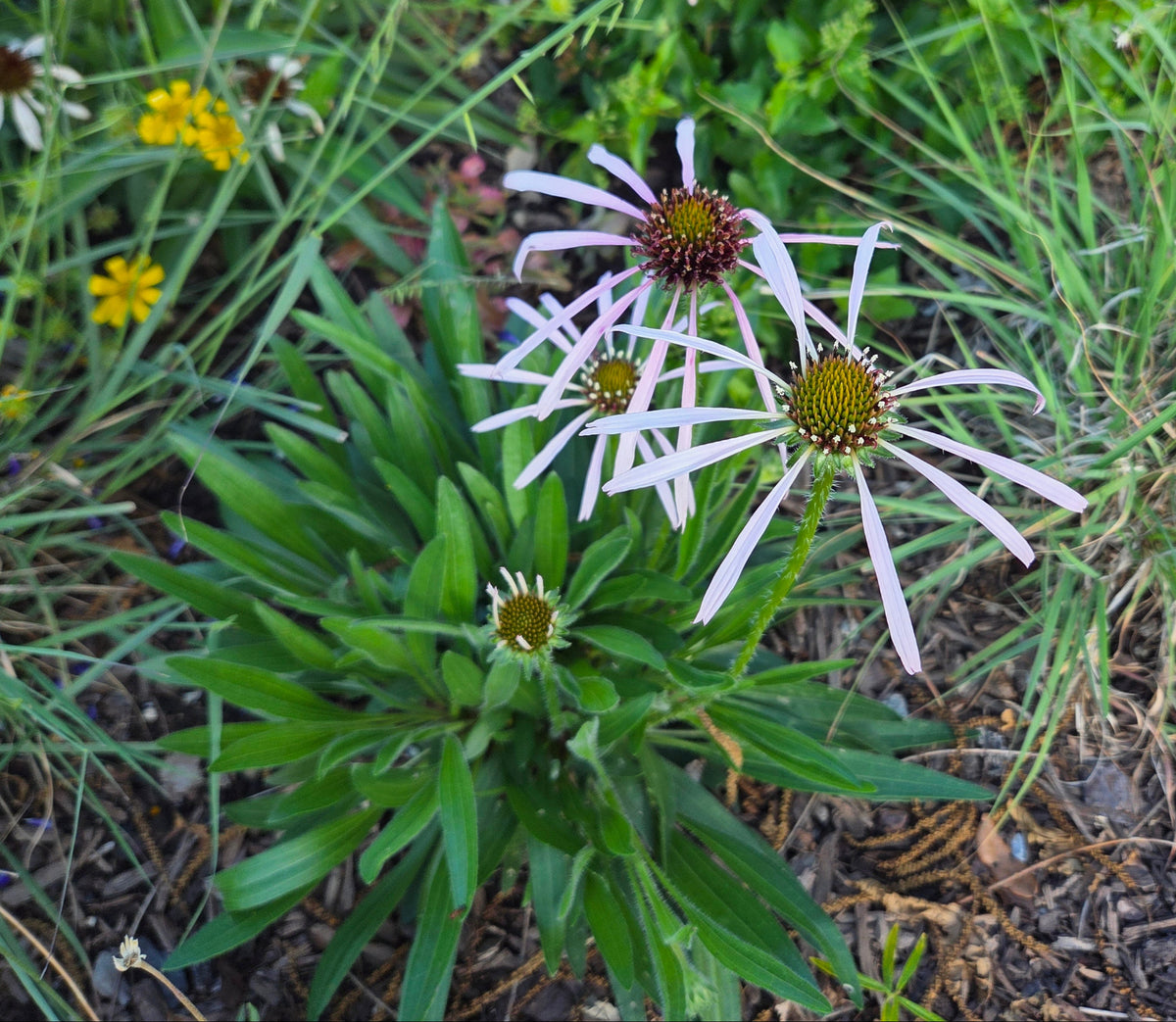 Echinacea pallida (Pale Coneflower)
