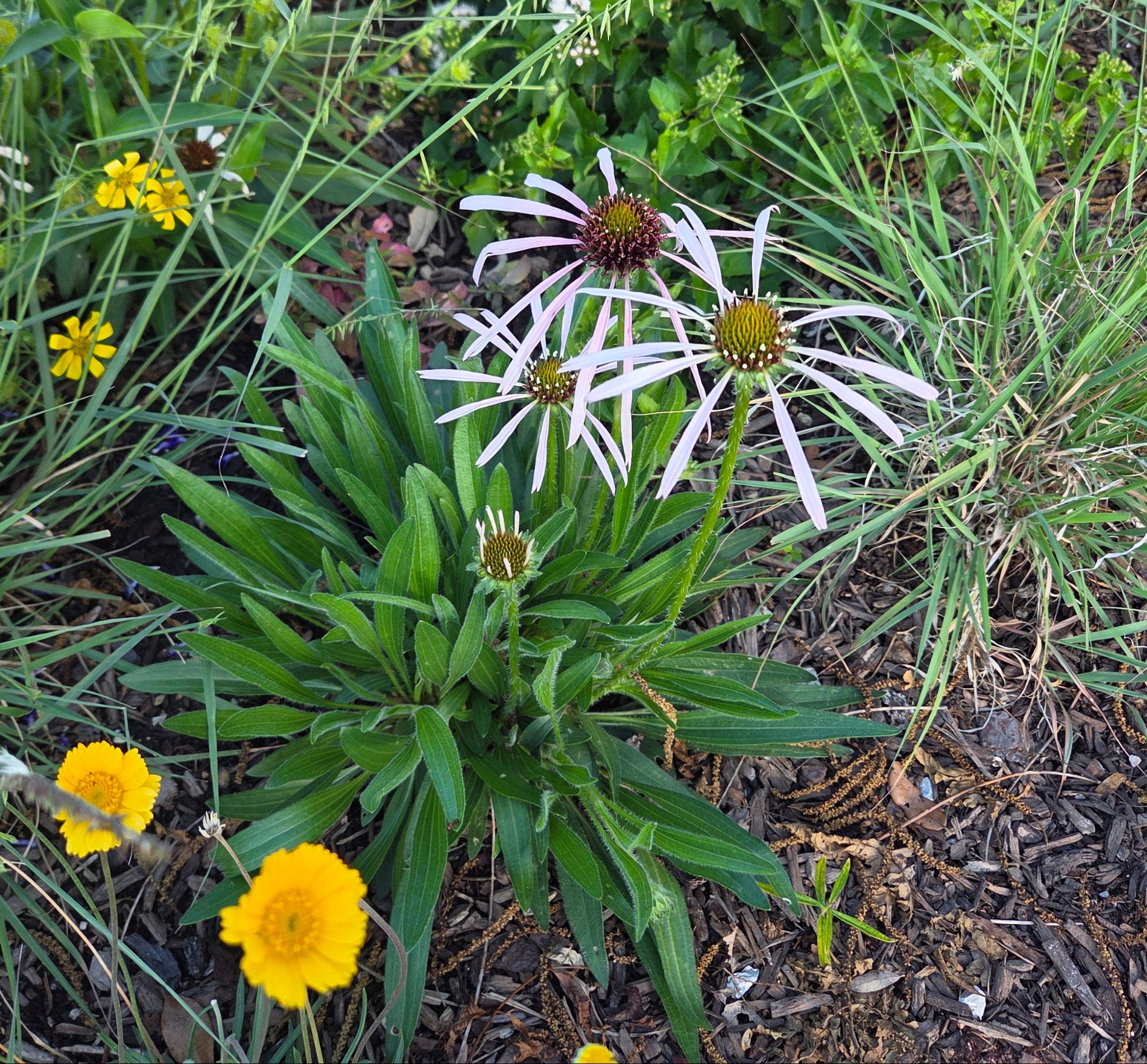 Echinacea pallida (Pale Coneflower)