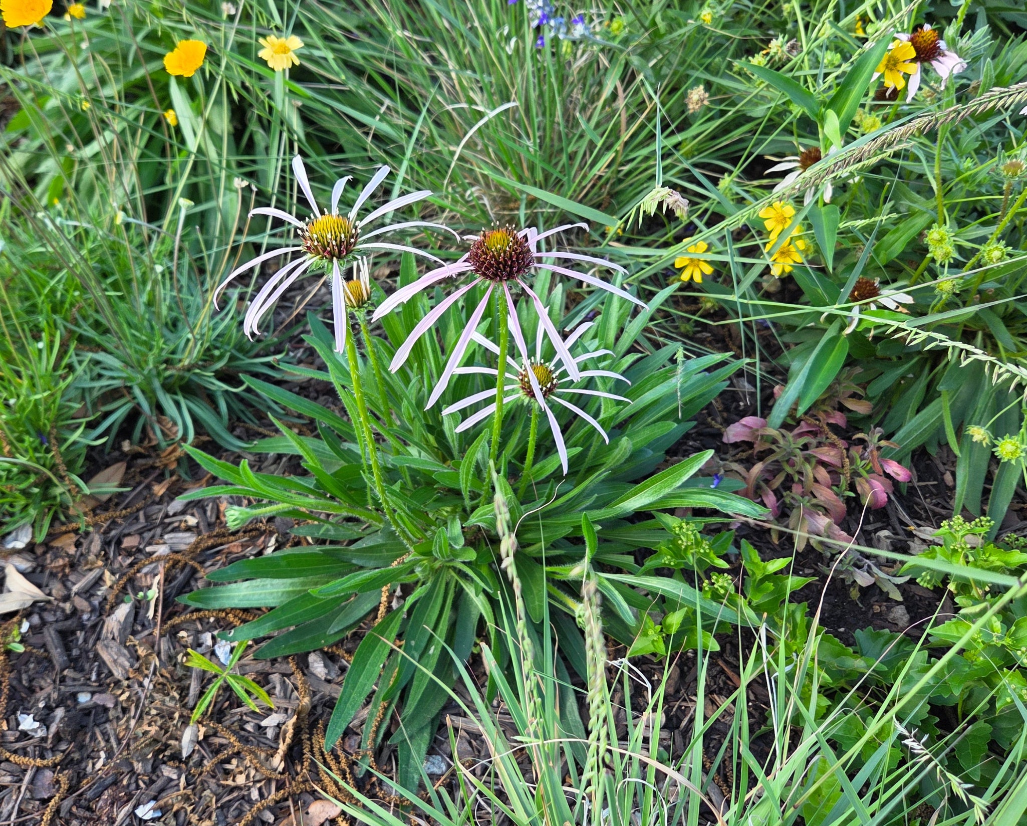 Echinacea pallida (Pale Coneflower)