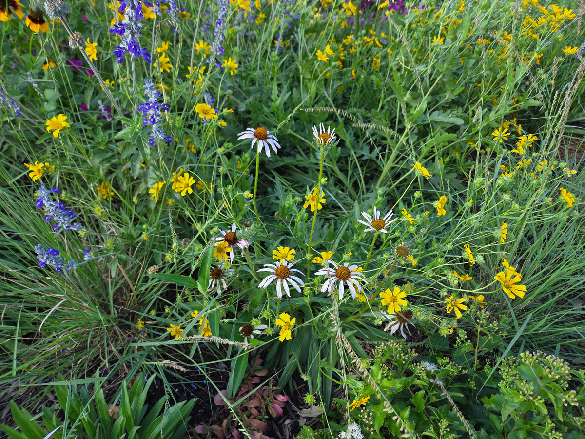 Echinacea angustifolia (Narrow-leaf Coneflower)