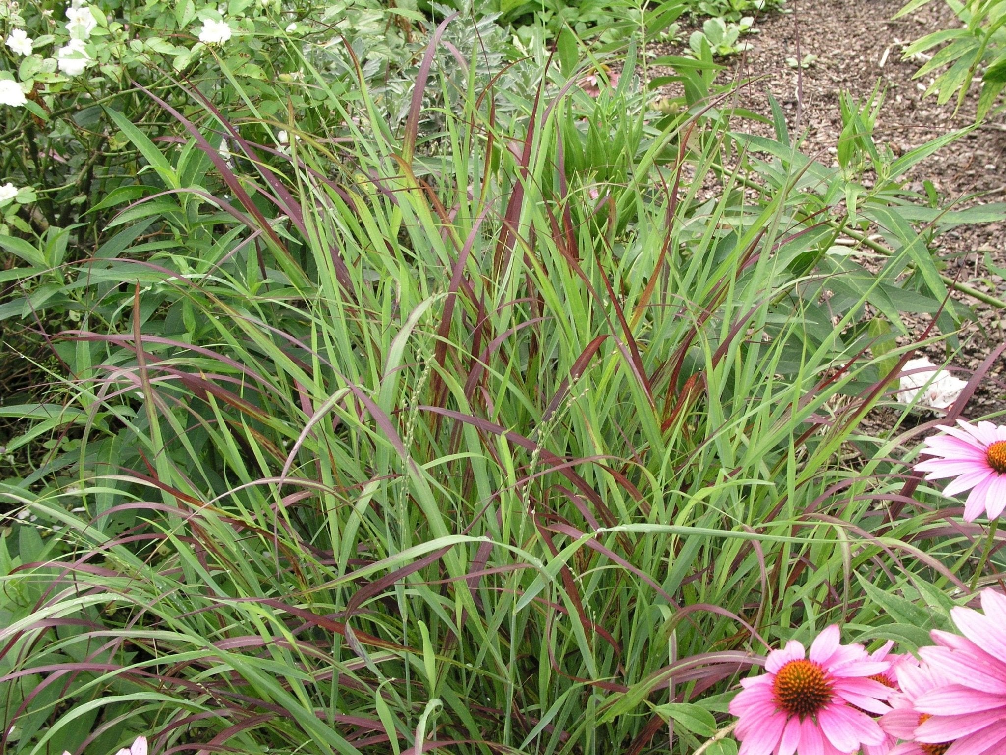 Panicum virgatum (Switchgrass 'Shenandoah')