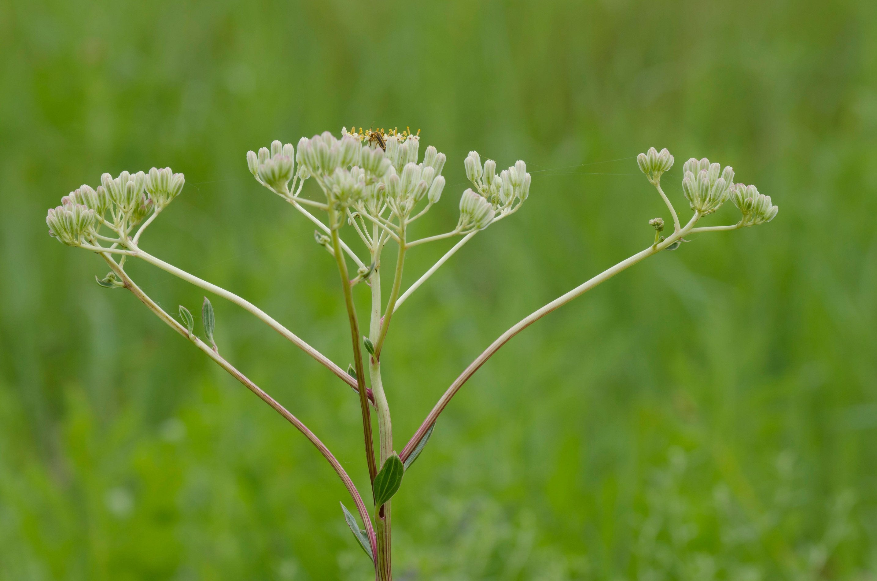 Arnoglossum plantagineum (Prairie Plantain)