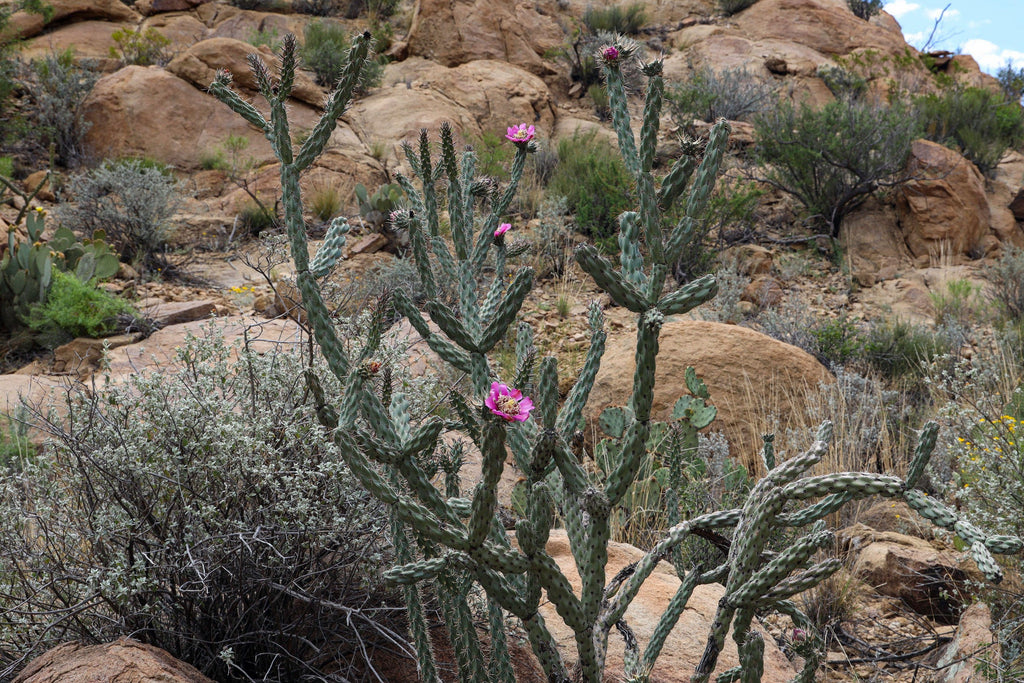 Cylindropuntia imbricata (Cholla) – Eco Blossom Nursery