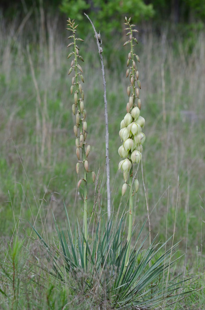 Yucca arkansana (Arkansas Yucca) – Eco Blossom Nursery