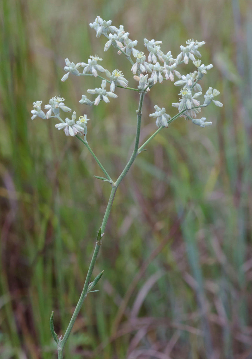 Eriogonum longifolium (Longleaf Buckwheat) Eco Blossom Nursery