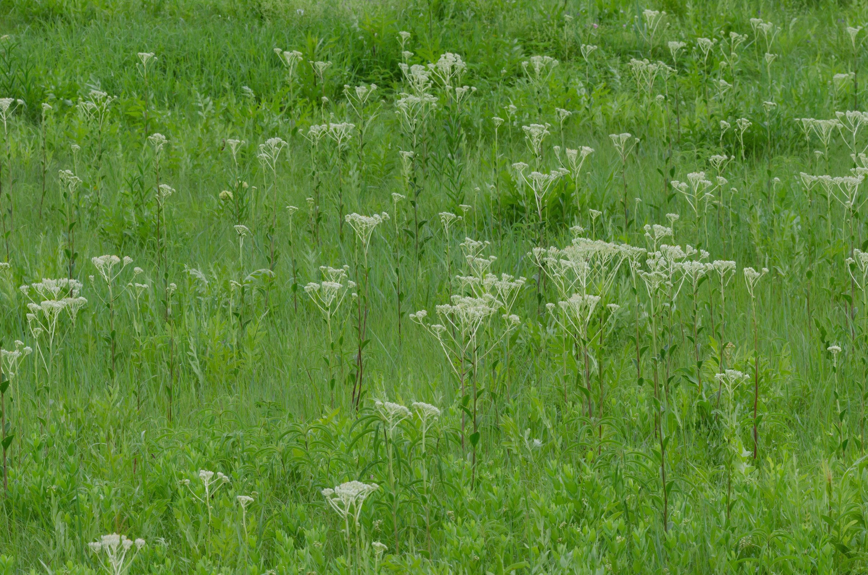 Arnoglossum plantagineum (Prairie Plantain)