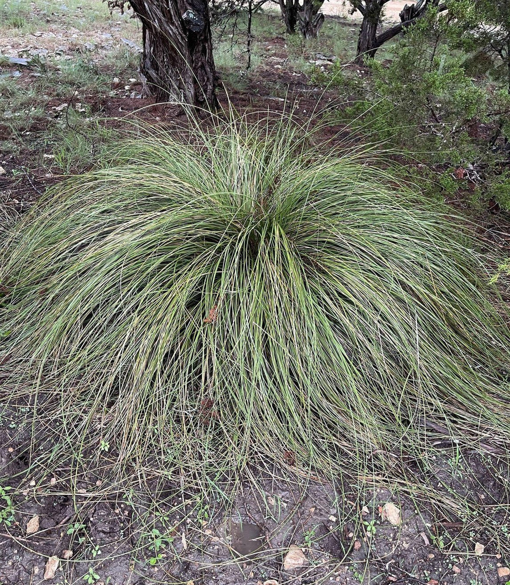 Nolina Nolina texana (Texas Beargrass) – Eco Blossom Nursery