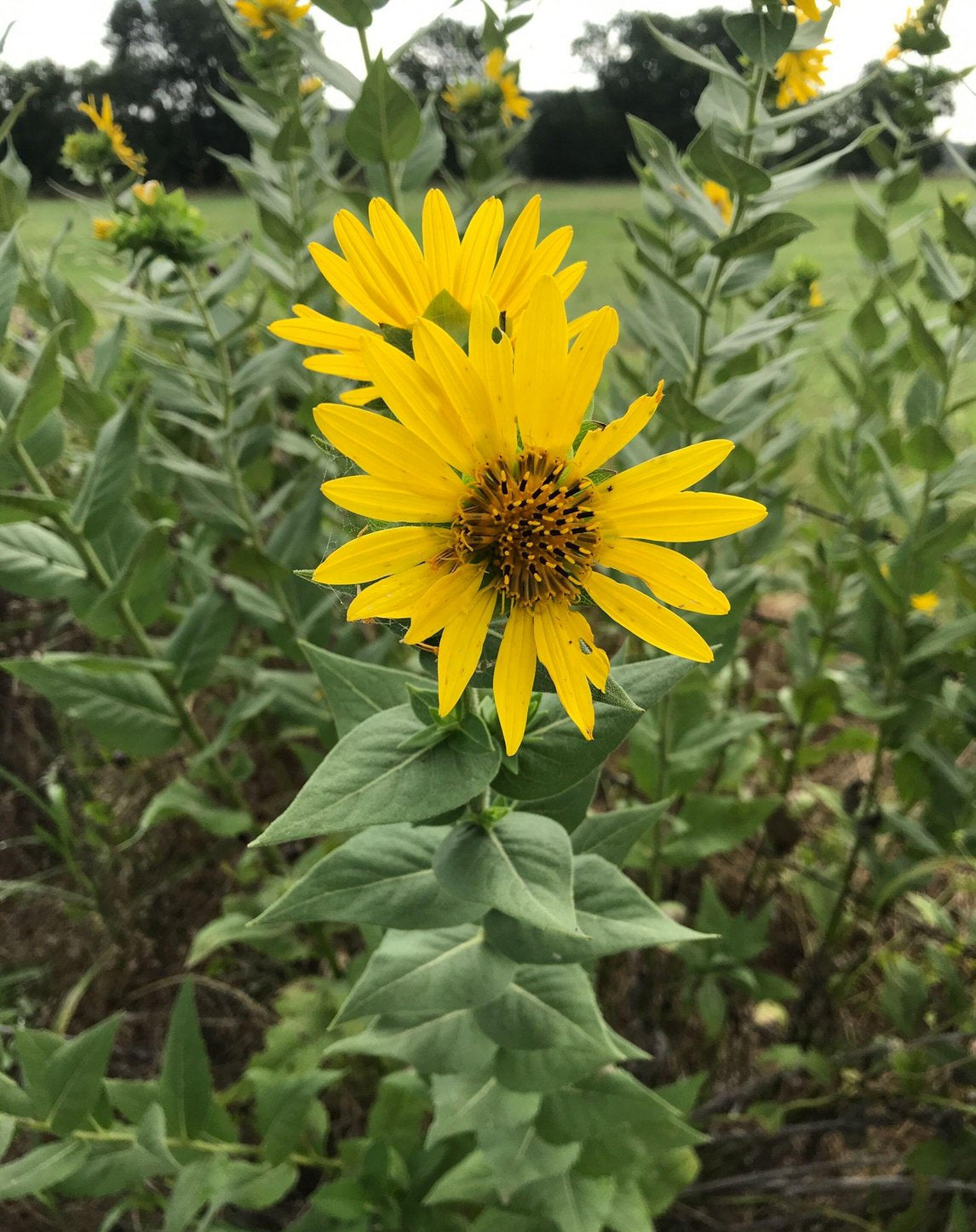 Silphium radula (Roughstem Rosinweed)