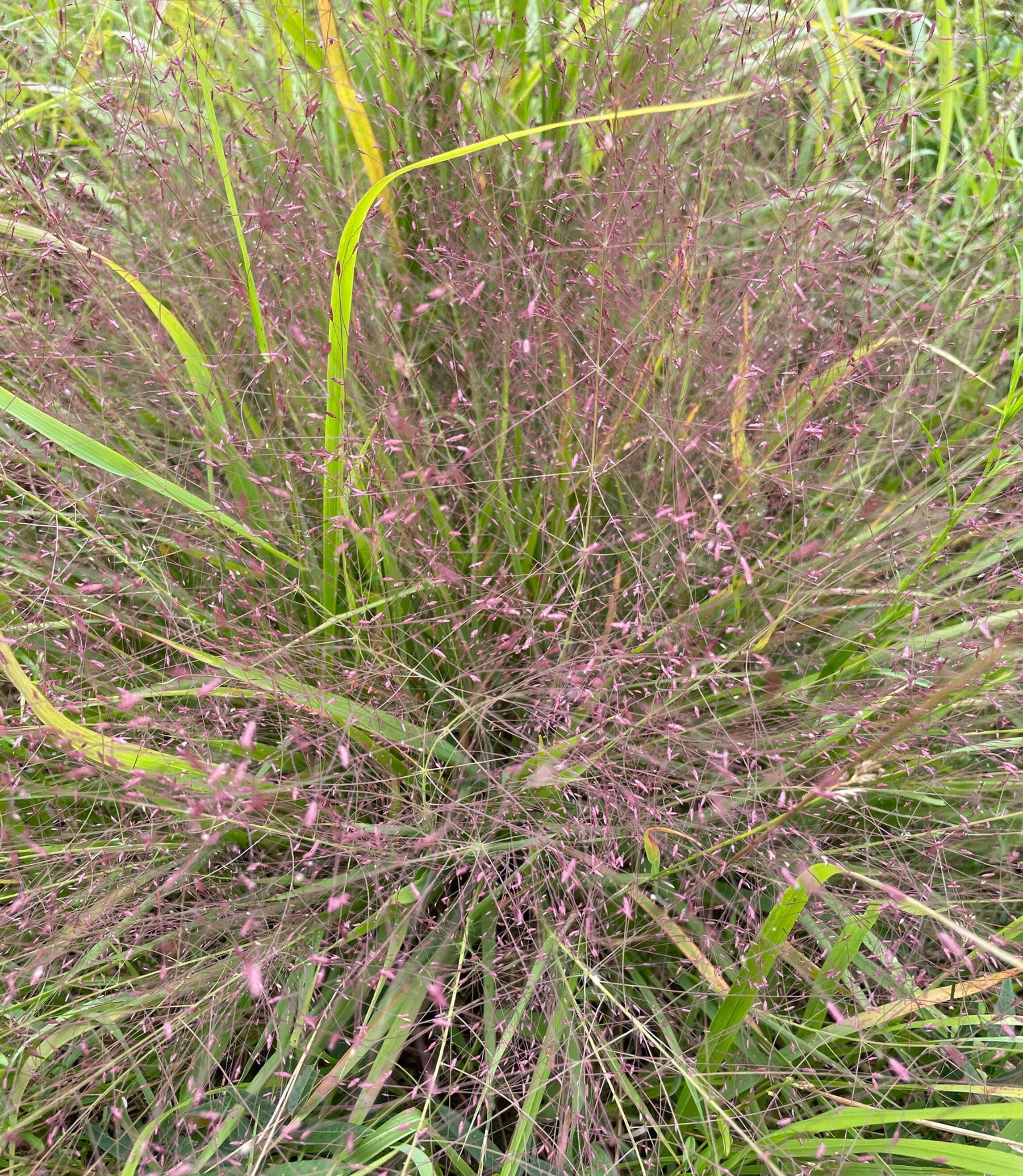 Eragrostis spectabilis (Purple Lovegrass 'Snuggy' )