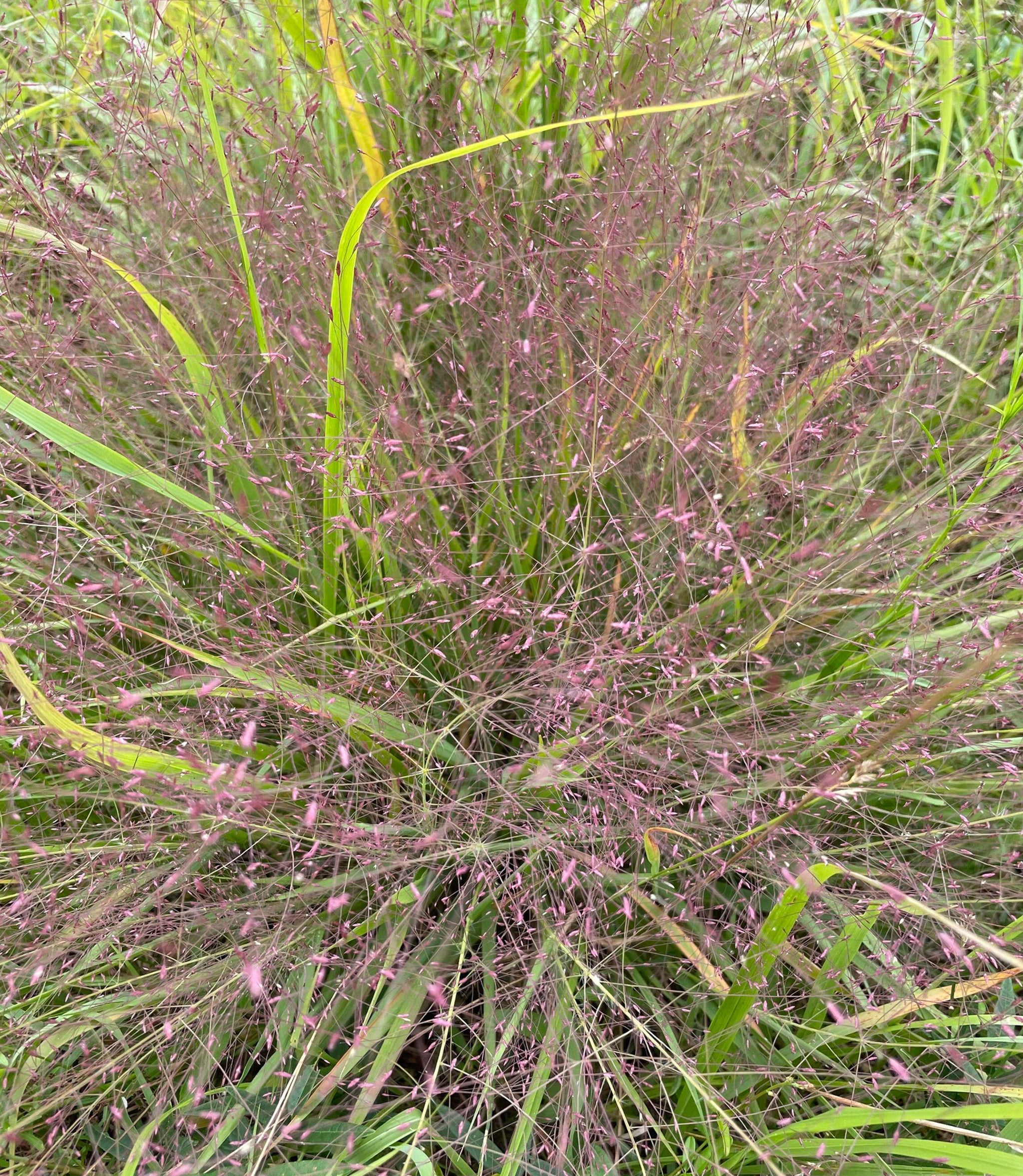 Eragrostis spectabilis (Purple Lovegrass 'Snuggy' ) – Eco Blossom
