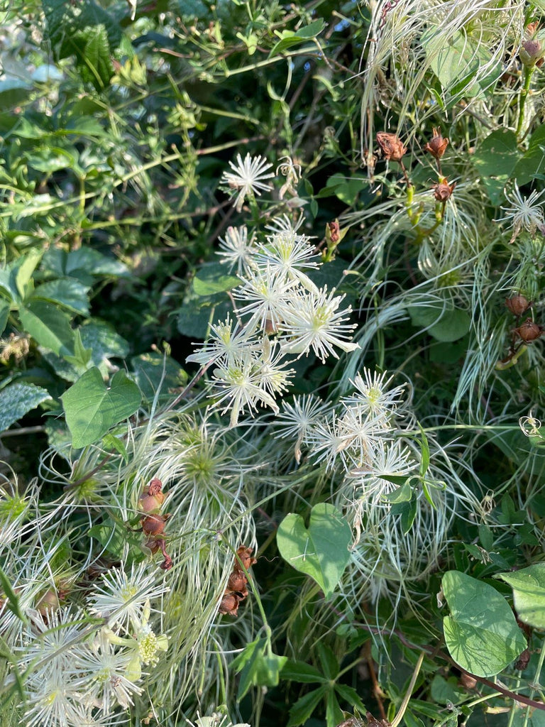 clematis house plant Clematis drummondii (Drummond's Clematis)