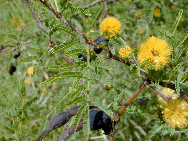 acacia house plant Vachellia farnesiana (Sweet Acacia) – Eco Blossom Nursery
