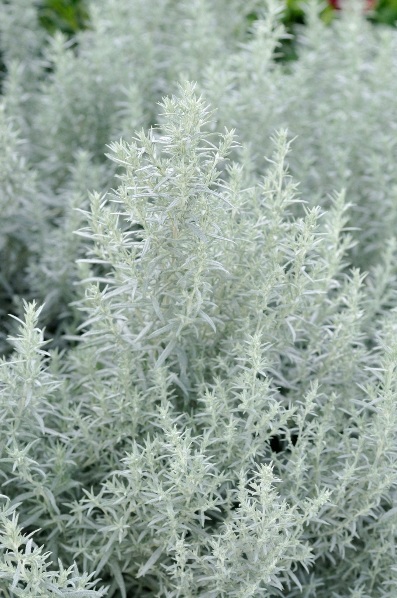 Artemisia ludoviciana (White Sagebrush)