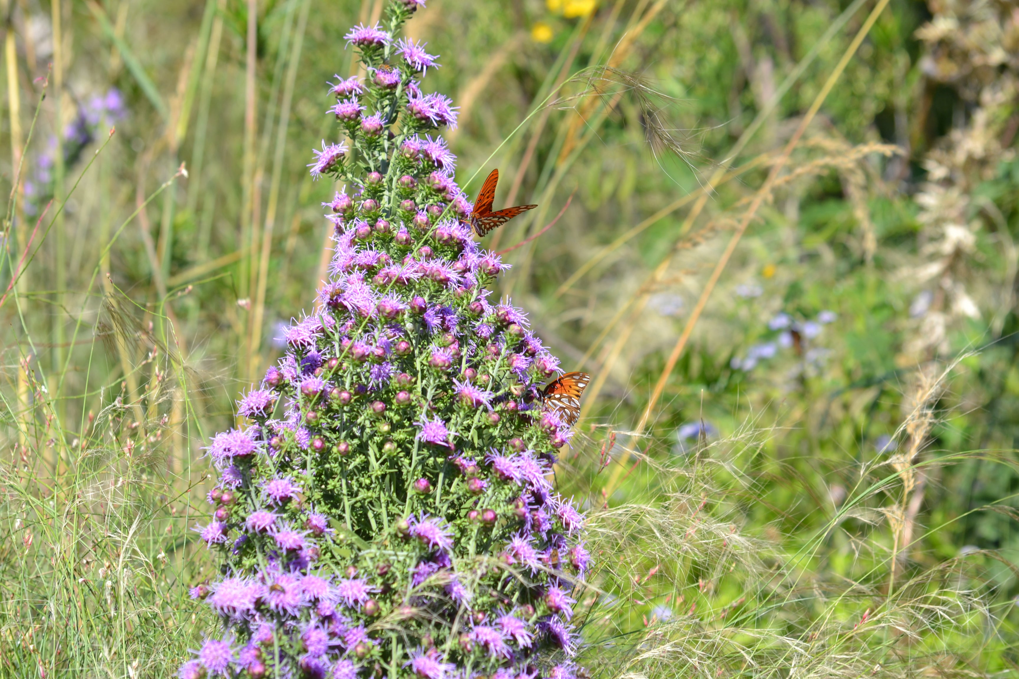 Liatris aspera (Rough Gayfeather)