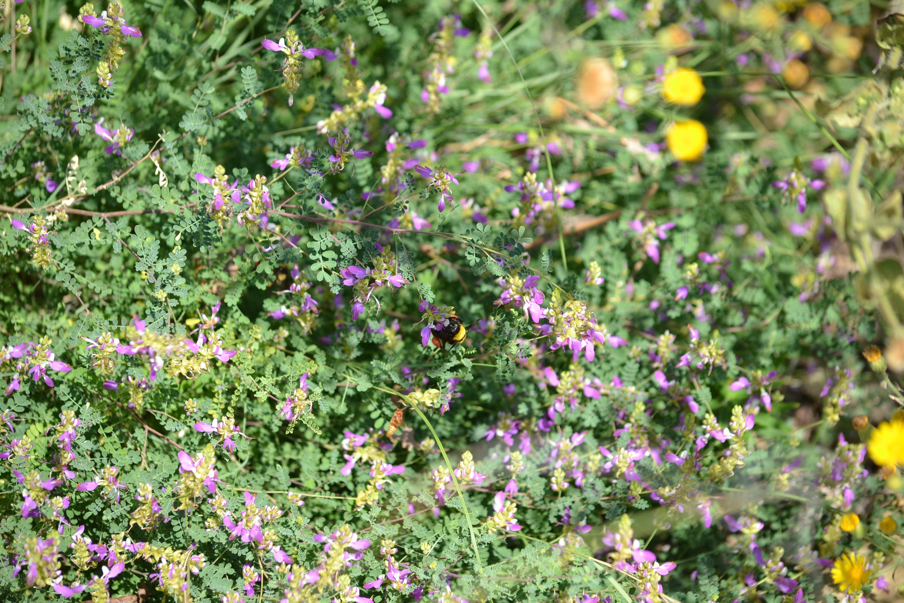Dalea frutescens (Black Dalea)
