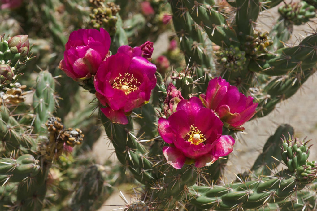 Cylindropuntia imbricata (Cholla) – Eco Blossom Nursery