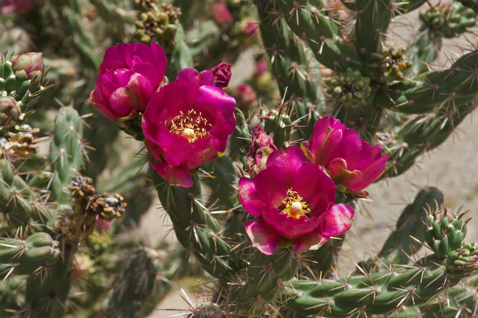 Cylindropuntia imbricata (Cholla) – Eco Blossom Nursery