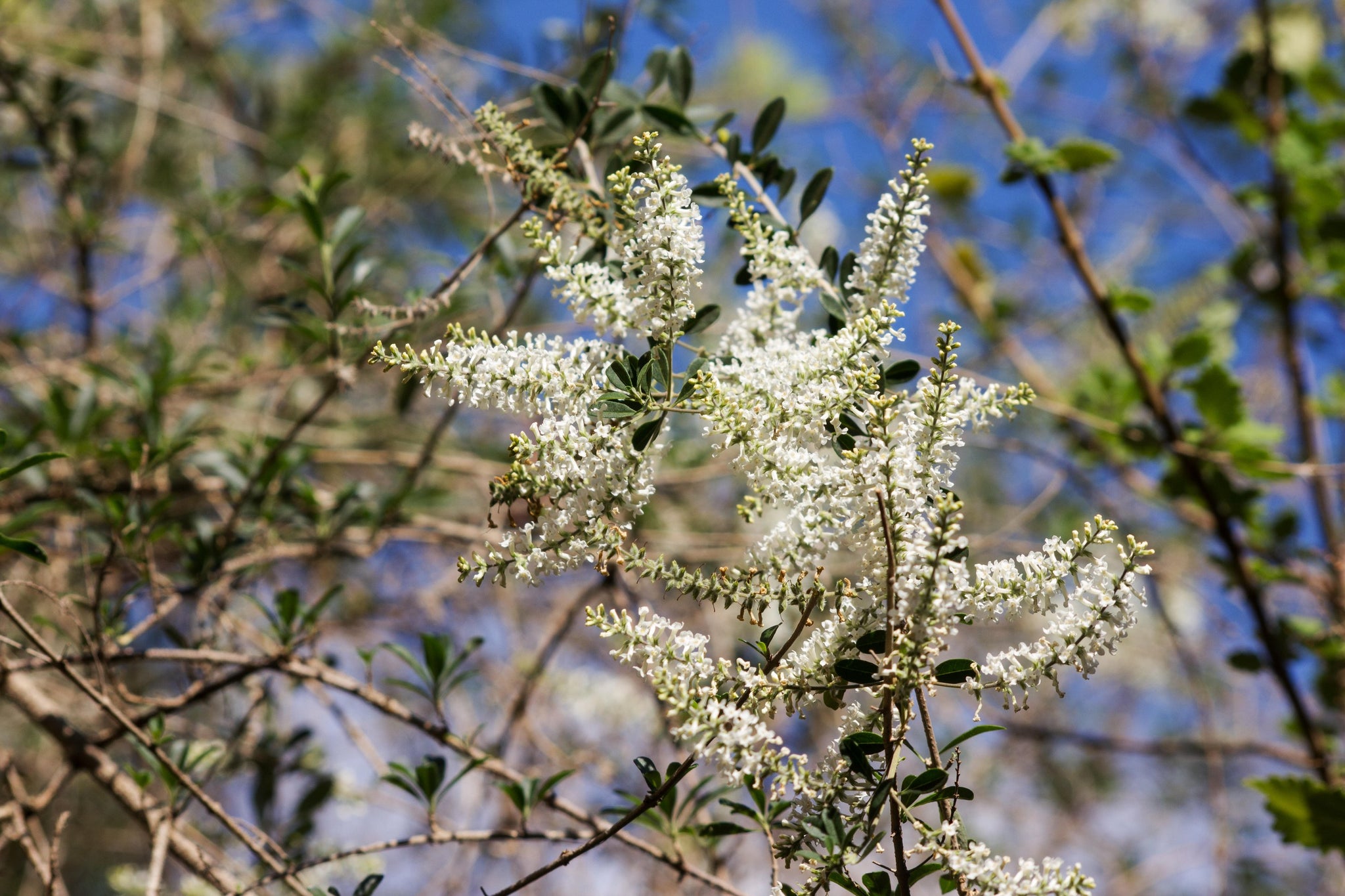 Aloysia gratissima (Beebrush) – Eco Blossom Nursery