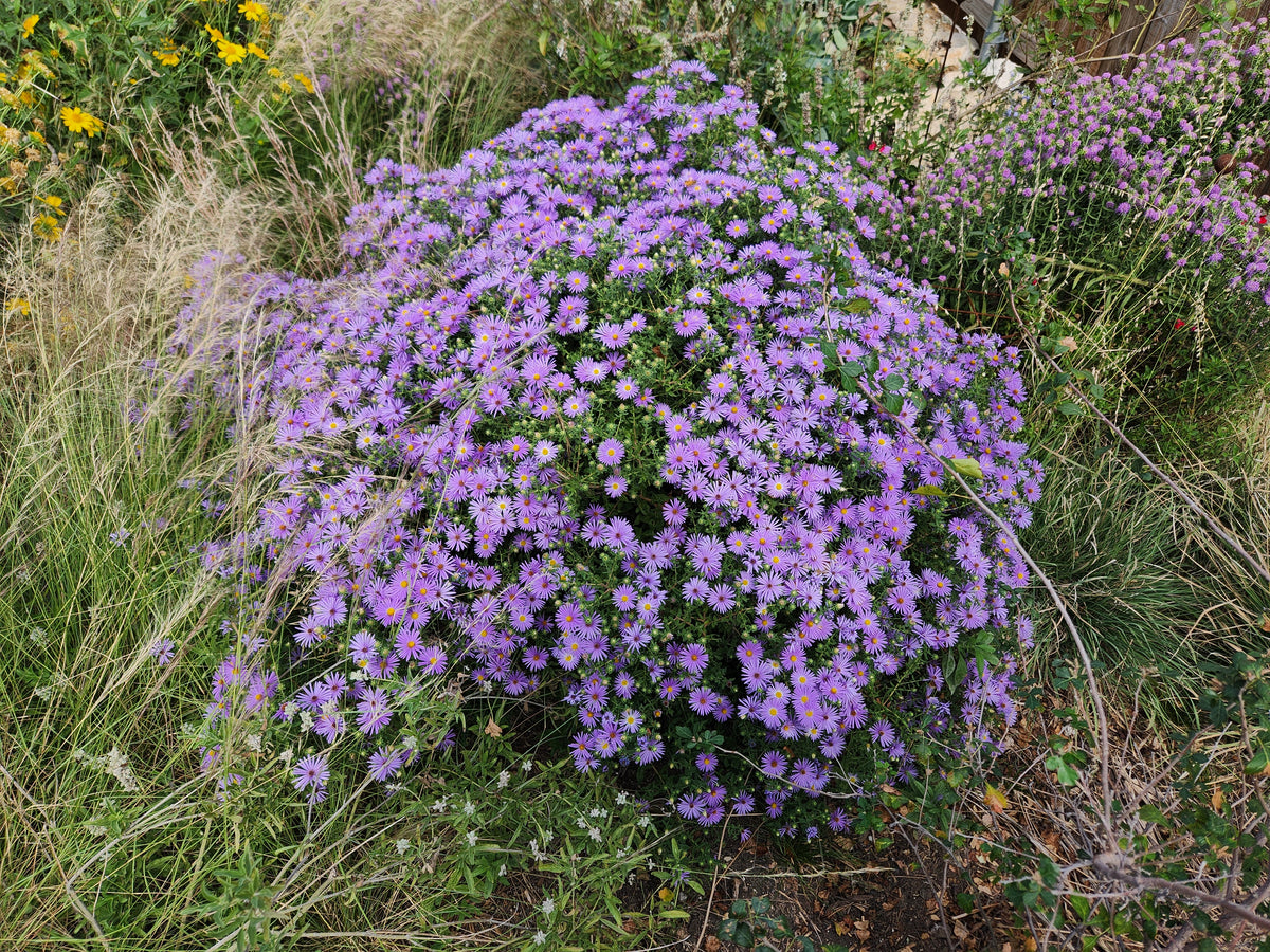 Fall aster (Symphyotrichum oblongifolium)